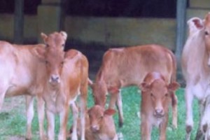 Screen Shot 2015-07-06 at 11.35.53 AM